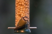 Mallarenga blava (Parus caeruleus)