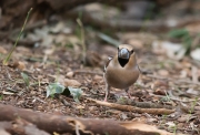 Durbec (Coccothraustes coccothraustes)