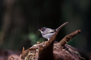 Tallarol capnegre (Sylvia melanocephala)