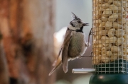 Mallerenga emplomallada (Parus cristatus)