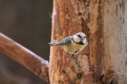 Mallerenga blava (Parus caeruleus)