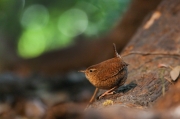 Cargolet (Troglodytes troglodytes)