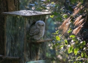 Gamarús (Strix aluco)