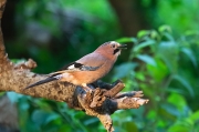 Gaig (Garrulus glandarius)