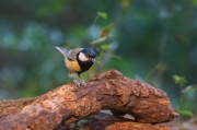 Mallerenga carbonera (Parus major)