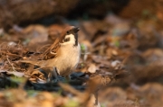 Pardal xarrec (Passer montanus)