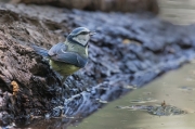 Mallarenga blava (Parus caeruleus)