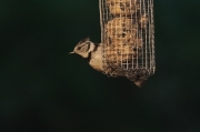 Mallerenga emplomallada (Parus cristatus)