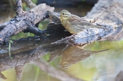 Gratapalles (Emberiza cirlus)