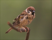 Pardal xarrec (Passer montanus)