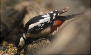 Femella de Picot garser gros (Dendrocopos major)