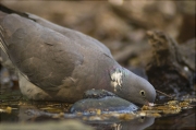 Tudó (Columba palumbus)