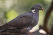 Tudó (Columba palumbus)