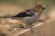 Juvenil de Durbec (Coccothraustes coccothraustes)