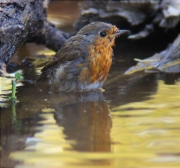 Bany de Pit roig (Erithacus rubecola)