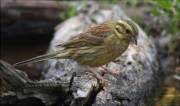 Femella de Gratapalles (Emberiza cirlus)