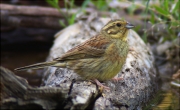 Femella de Gratapalles (Emberiza cirlus)