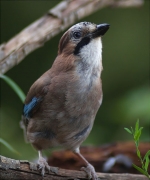 Gaig (Garrulus grandarius)