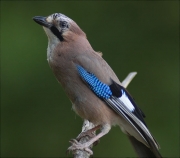 Gaig (Garrulus grandarius)