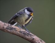 Jove de Mallerenga carbonera (Parus major)