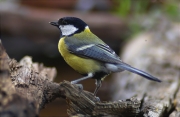 Mallerenga carbonera (Parus major)