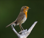 Pit roig (Erithacus rubecola)