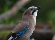 Gaig (Garrulus grandarius)