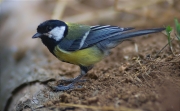 Mallerenga carbonera (Parus major)