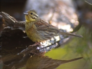 Femella de Gratapalles (Emberiza cirlus)