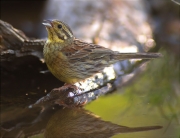 Femella de Gratapalles (Emberiza cirlus)