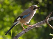 Gaig (Garrulus grandarius)