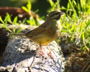 Mascle de Gratapalles (Emberiza cirlus)