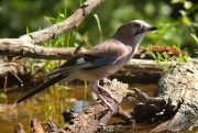 Gaig (Garrulus grandarius)