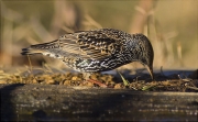 Estornell vulgar (Sturnus vulgaris)