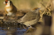 Femella de Tallarol de casquet (Sylvia atricapilla)