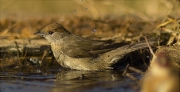 Femella de Tallarol de casquet (Sylvia atricapilla) banyant-se