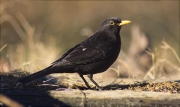 Mascle de Merla (Turdus merula)