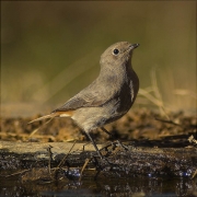 Femella de Cotxa fumada (Phoenicurus ochruros)