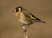 Cardina (Carduelis carduelis)