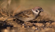 Pardal xarrec (Passer montanus)