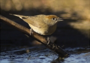 Femella de Tallarol de casquet (Sylvia atricapilla)