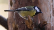 Mallerenga carbonera (Parus major)