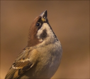 Pardal xarrec (Passer montanus)