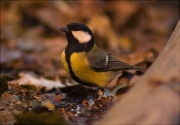 Mallerenga carbonera (Parus major)