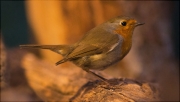 Pit roig (Erithacus rubecola)