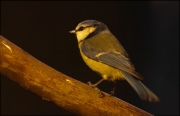 Mallarenga blava (Parus caeruleus)