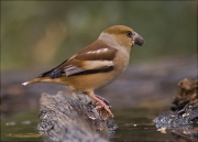 Durbec (Coccothraustes coccothraustes)