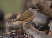 Mascle de Tallarol de casquet (Sylvia atricapilla)