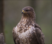 Aligot comú (Buteo buteo)