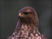 Aligot comú (Buteo buteo)